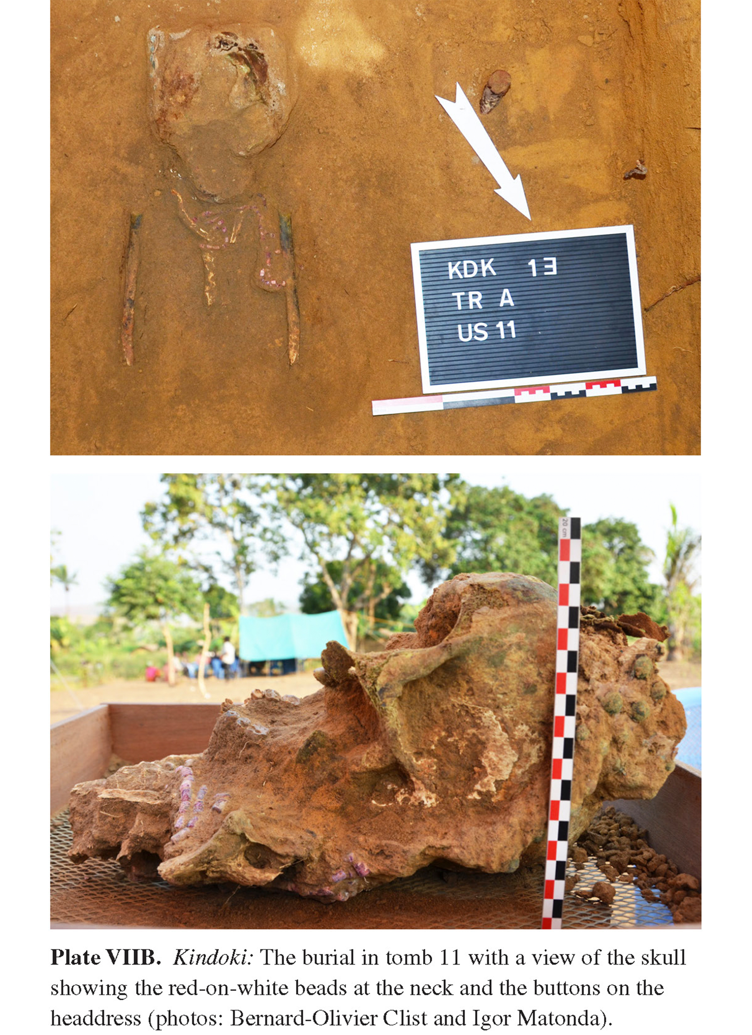 Plate VIIB Kindoki: The burial in tomb 11 with a view of the skull showing the red-on-white beads at the neck and the buttons on the headdress (photos: Bernard-Olivier Clist and Igor Matonda).
