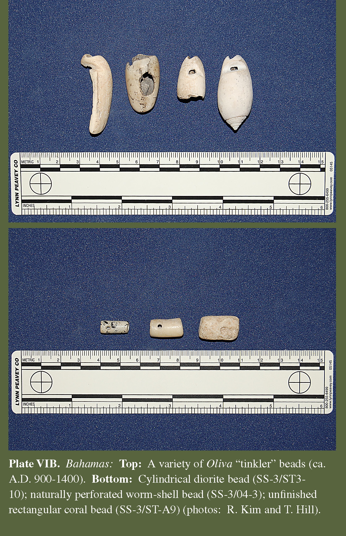 Plate VIB Bahamas: Top: A variety of Oliva “tinkler” beads (ca. A.D. 900-1400). Bottom: Cylindrical diorite bead (SS-3/ST3- 10); naturally perforated worm-shell bead (SS-3/04-3); unfinished rectangular coral bead (SS-3/ST-A9) (photos: R. Kim and T. Hill). 