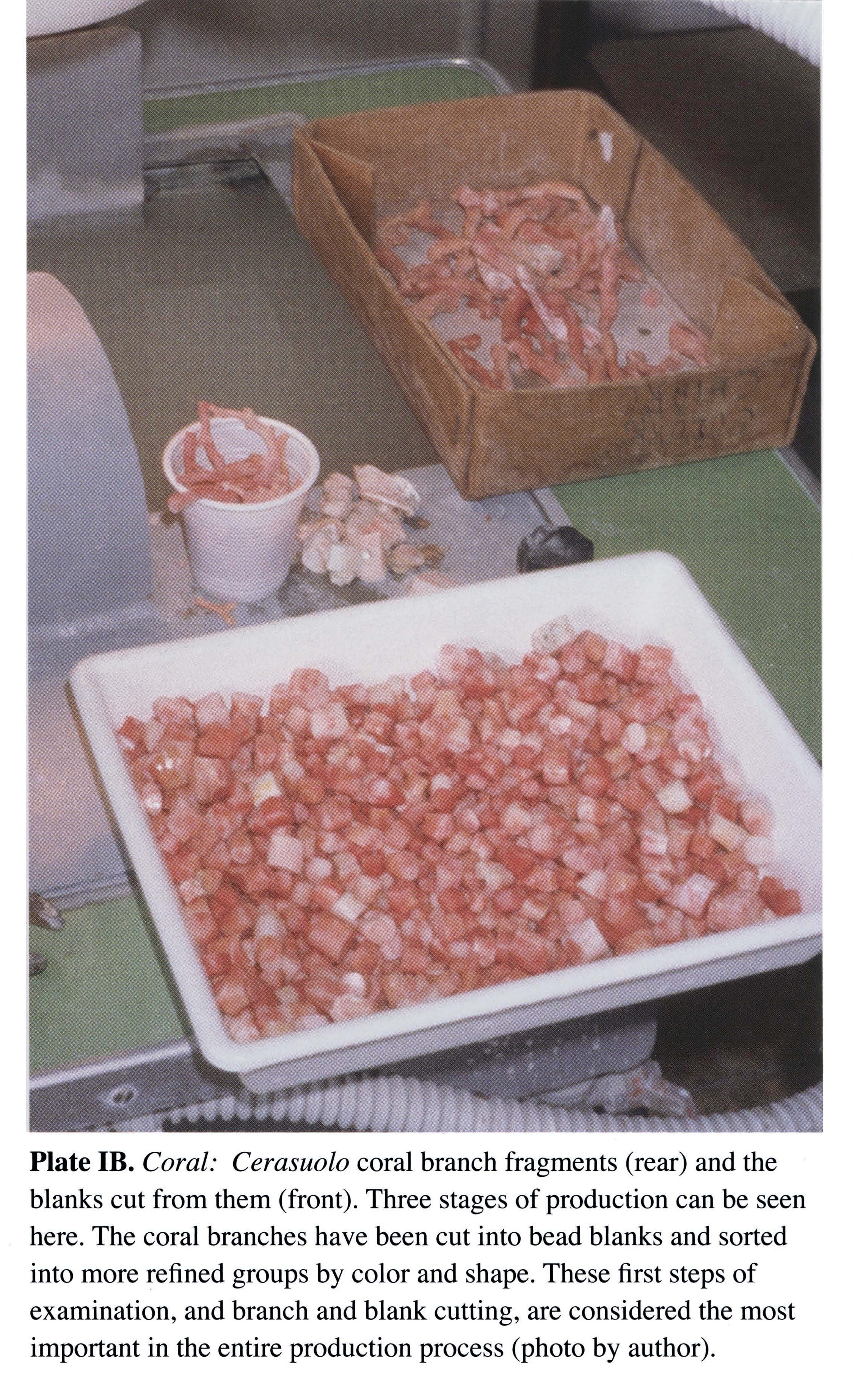 Plate IB Coral: Cerasuolo coral branch fragments (rear) and the blanks cut from them (front). Three stages of production can be seen here. The coral branches have been cut into bead blanks and sorted into more refined groups by color and shape. These first steps of examination, and branch and blank cutting, are considered the most important in the entire production process (photo by author).