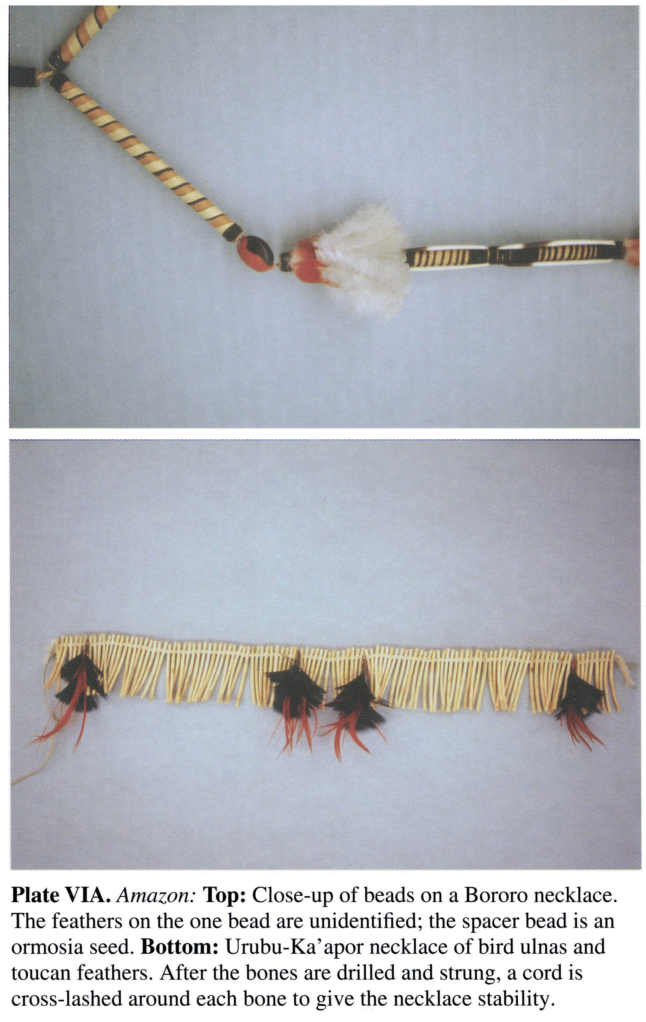 Plate VIA Amazon: Top: Close-up of beads on a Bororo necklace. The feathers on the one bead are unidentified; the spacer bead is an ormosia seed. Bottom: Urubu-Ka'apor necklace of bird ulnas and toucan feathers. After the bones are drilled and strung, a cord is cross-lashed around each bone to give the necklace stability.