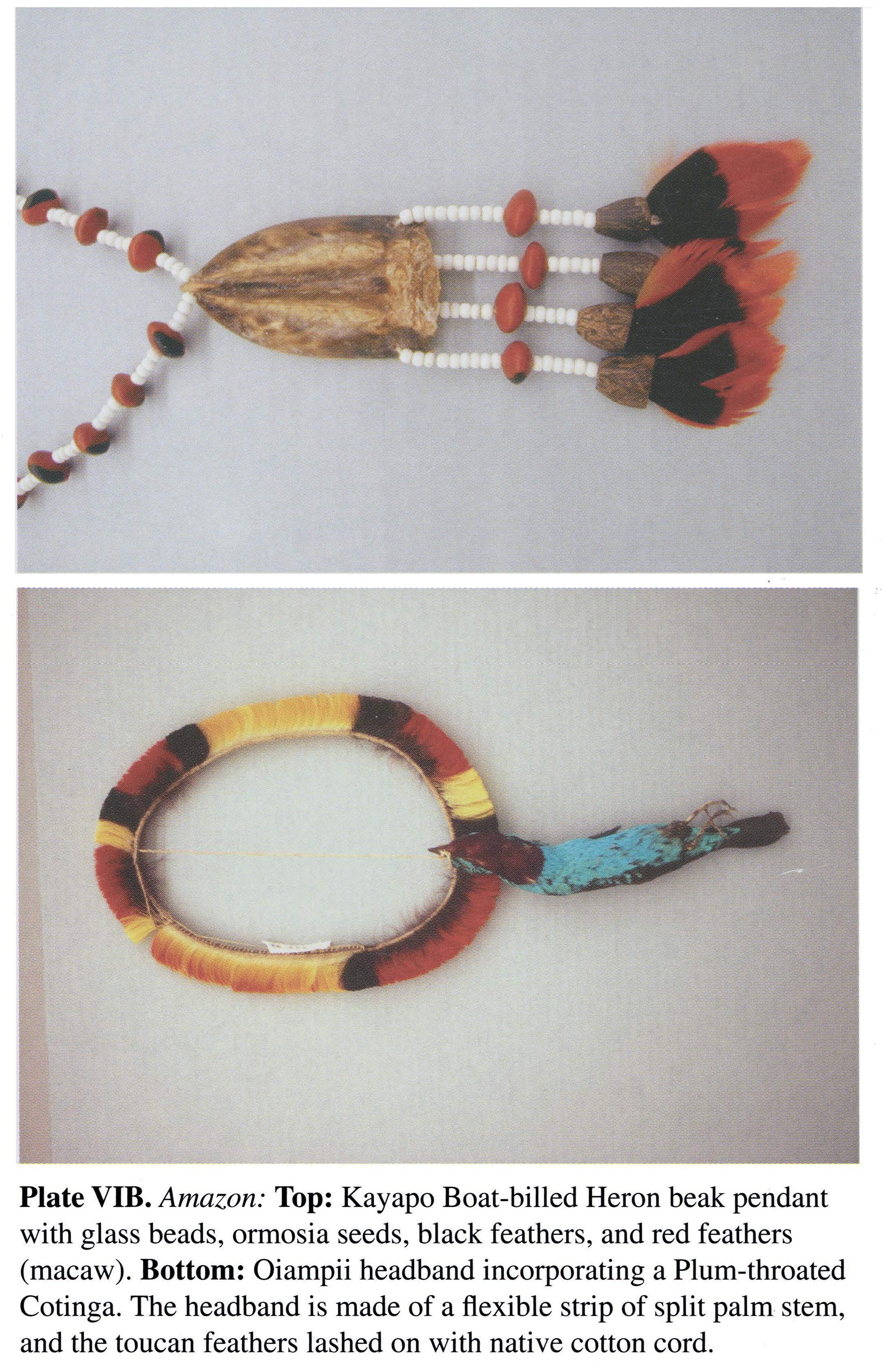 Plate VIB Amazon: Top: Kayapo Boat-billed Heron beak pendant with glass beads, ormosia seeds, black feathers, and red feathers (macaw). Bottom: Oiampii headband incorporating a Plum-throated Cotinga. The headband is made of a flexible strip of split palm stem, and the toucan feathers lashed on with native cotton cord.