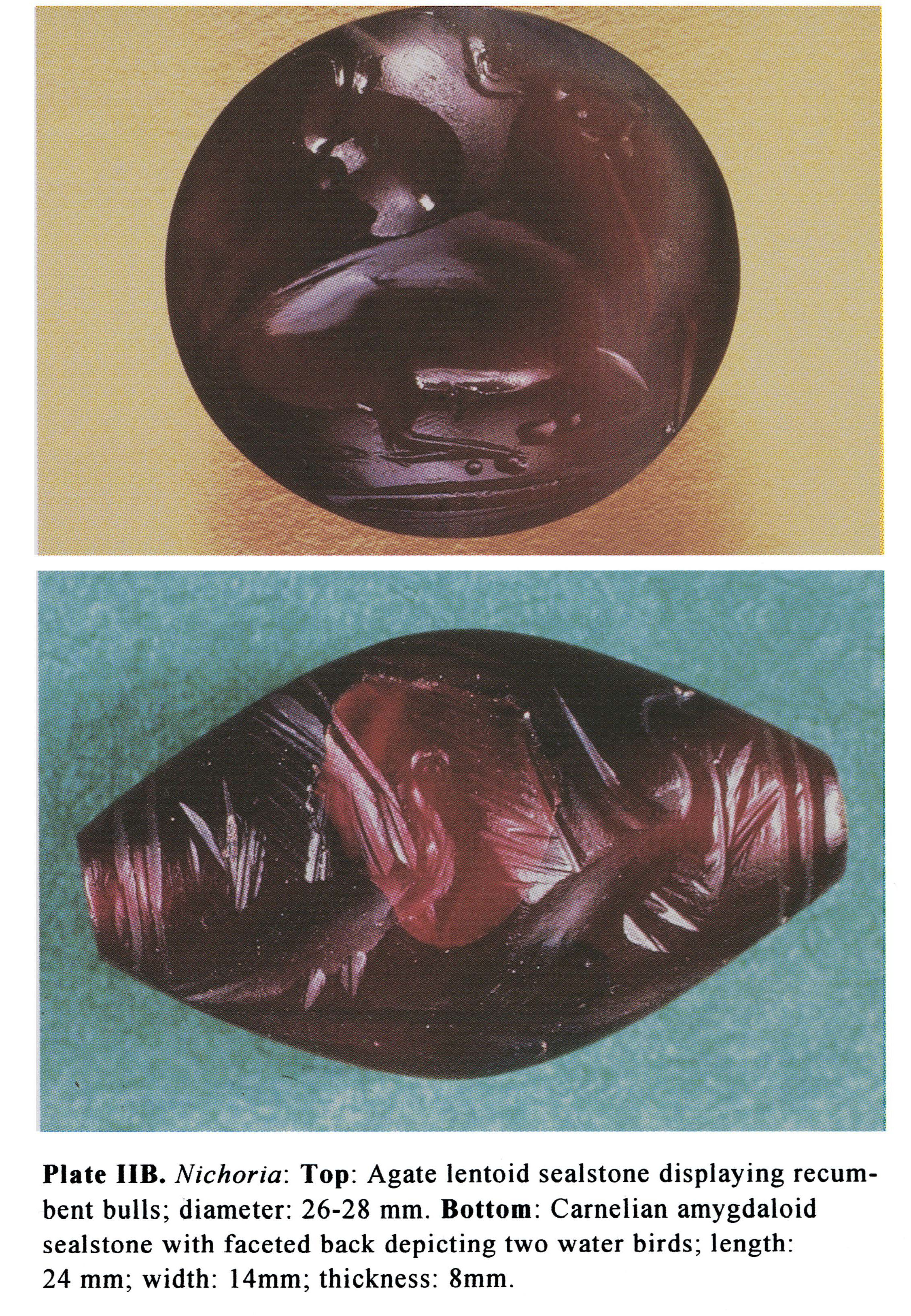 Plate IIB Nichoria: Top: Agate lentoid sealstone displaying recumbent bulls; diameter: 26-28 mm. Bottom: Carnelian amygdaloid sealstone with faceted back depicting two water birds; length: 24 mm; width: 14mm; thickness: 8mm.