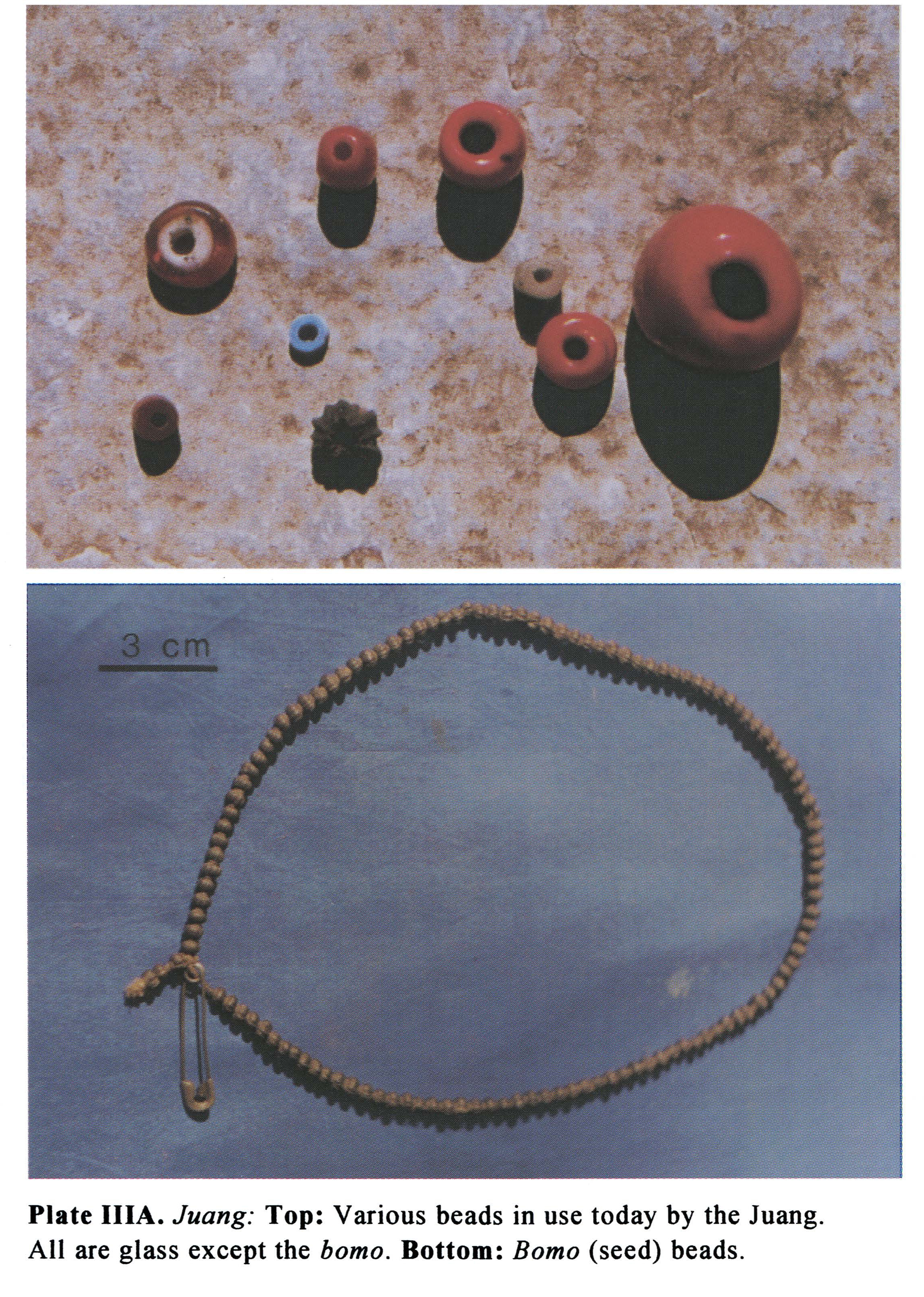Plate IIIA Juang: Top: Various beads in use today by the Juang. All are glass except the homo. Bottom: Bomo (seed) beads.
