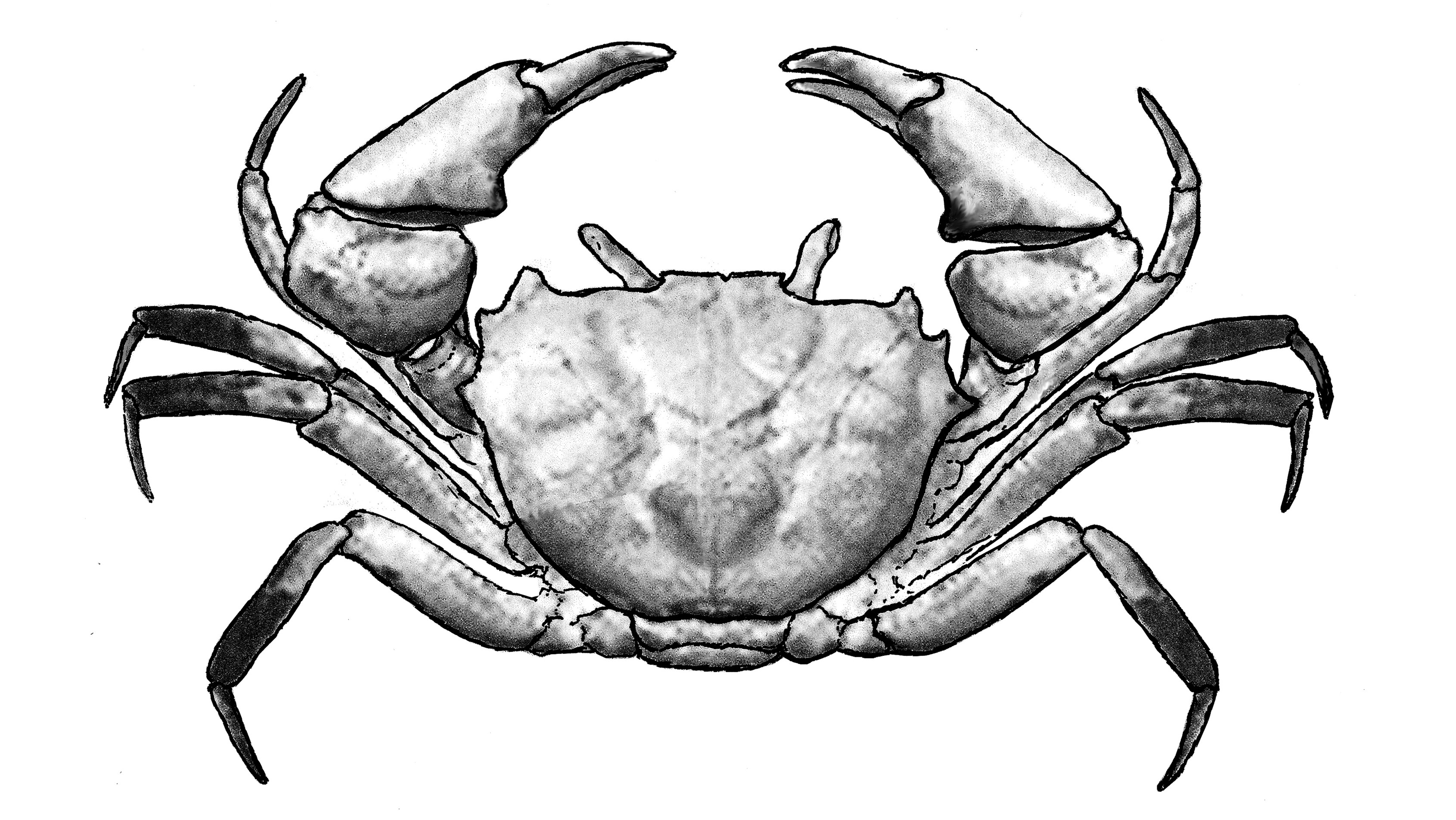 View Vol. 31 (2023): The Early Eocene Decapod Crustacean Fauna of the Lookingglass Formation, Oregon